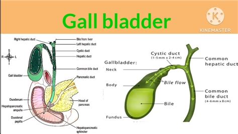 gallbladder traduzione|gallbladder definition italiano.